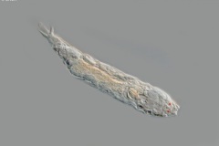 Adineta sp.