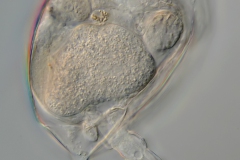 Colurella unicata bicuspidata