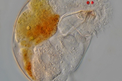 Colurella unicata bicuspidata