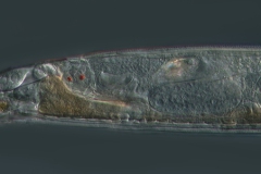 Rotaria neptunia