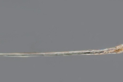 Rotaria neptunia