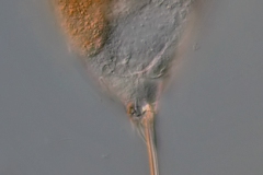 Trichocera sp.