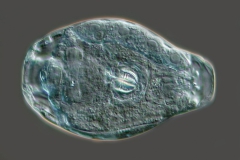 Adineata sp.