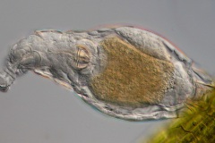 Rotatoria sp. Rotatoria sp.