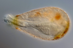 Habrotrocha angusticollis var. angusticollis