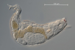 Rotaria sp. Rotaria sp.