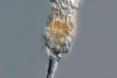 Squatinella sp.