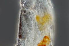 Cephalodella catellina Cephalodella catellina
