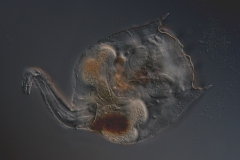 Brachionus urceolaris