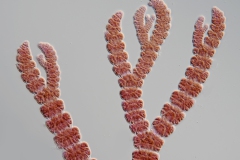 Ceramium deslongchampsii (1)