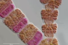 Ceramium deslongchampsii (4)