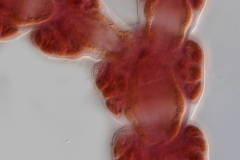 Ceramium deslongchampsii (3)