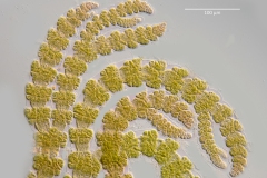 Ceramium deslongchampsii (2)