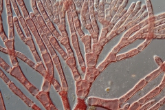 Callithamnion sp. (2)