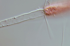 Callithamnion sp. (4)