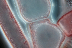 Callithamnion sp. (3)
