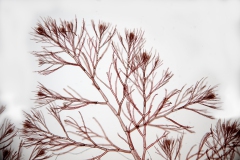 Callithamnion sp. (1)