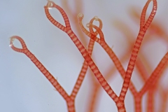 Ceramium rubrum (2)