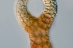Ceramium rubrum (3)