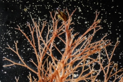 Ceramium rubrum (1)