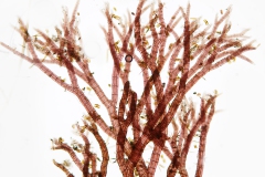 Polysiphonia sp. (1)
