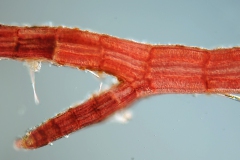 Polysiphonia sp. (2)