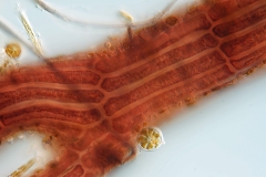 Polysiphonia sp.  (3)