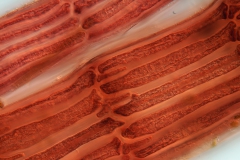 Polysiphonia sp. (4)