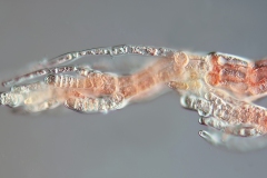 Polysiphonia sp. (7)