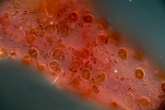 Polysiphonia sp. (5)