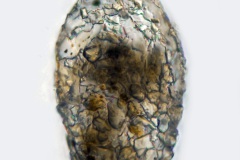 Cylindrifflugia acuminata