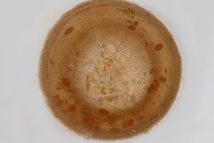 Galeripora megastoma