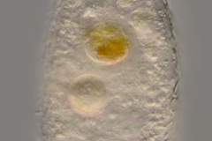 Nebela sp.