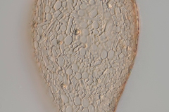 Difflugia oblonga