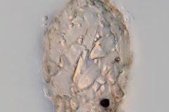 Cylindrifflugia elegans