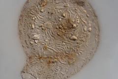 Lesquereusia spiralis