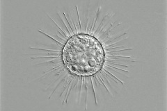 Acanthocystis turfacea