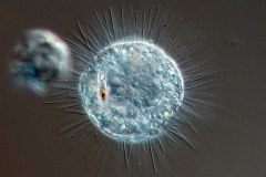 Acanthocystis penardi