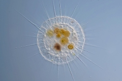 Actionsphaerium eichhornii