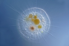 Actionsphaerium eichhornii