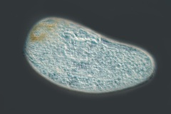 Spirostomum ambiguum