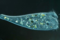 Stentor muelleri