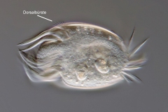 Diophrys appendiculata