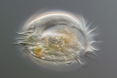 Euplotes charon