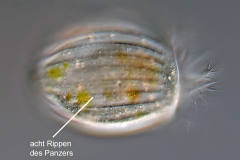 Euplotes charon