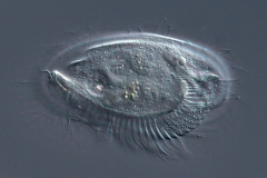Phacodinium metchnicoffi