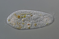 Holosticha (Amphisiella) milnei