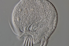 Uronychia transfuga
