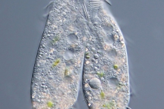 Oxytricha sp. - Konjugation