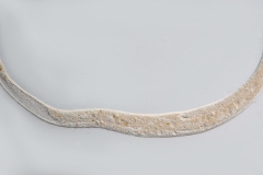 Spirostomum sp.